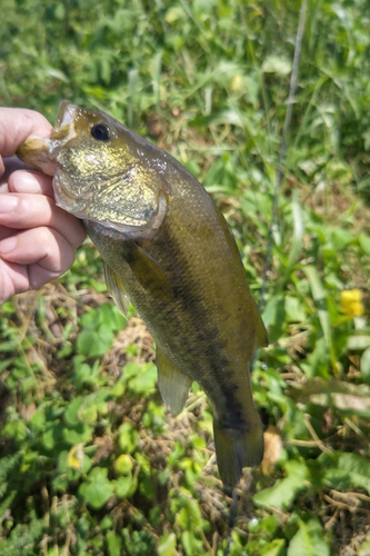 ラージマウスバスの釣果