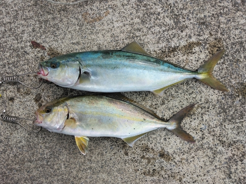 ショゴの釣果