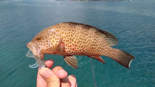 オオモンハタの釣果