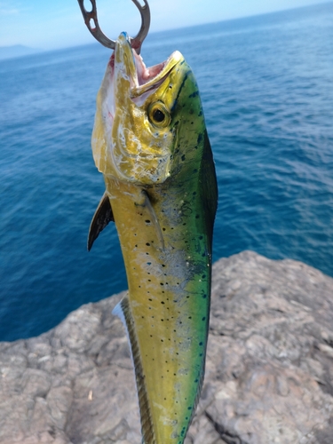 シイラの釣果