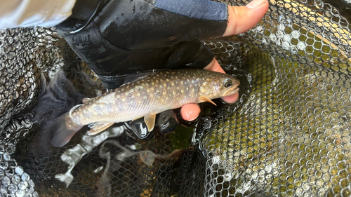 イワナの釣果