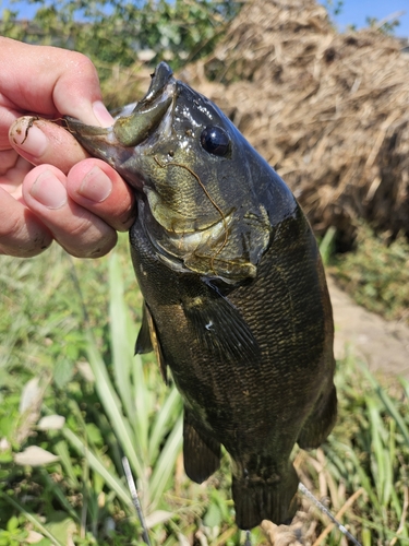 スモールマウスバスの釣果