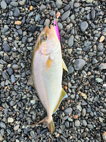 ショゴの釣果