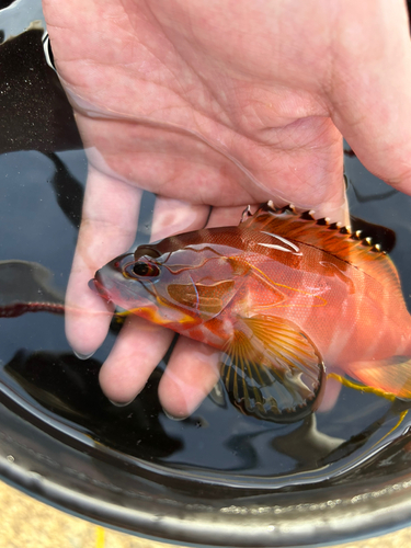 アカハタの釣果