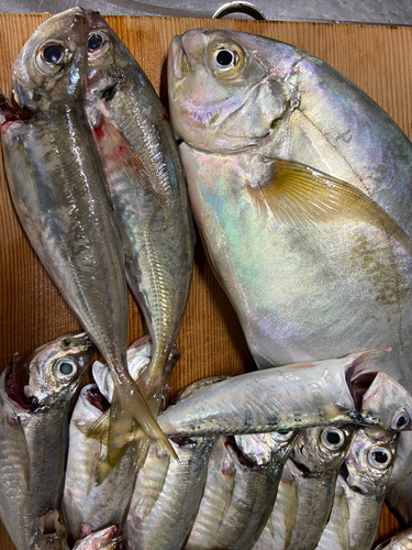 クロヒラアジの釣果