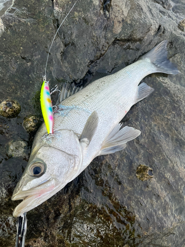 ヒラスズキの釣果