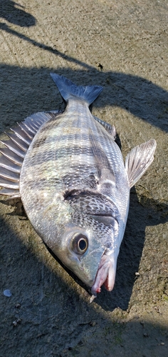 タイの釣果