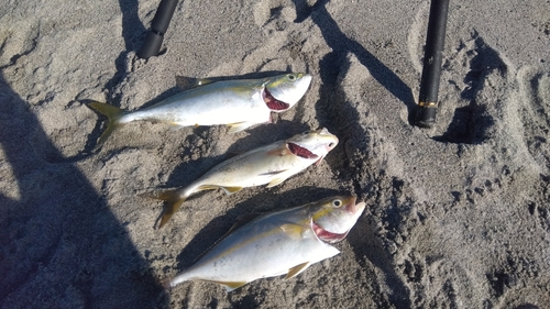 ショゴの釣果