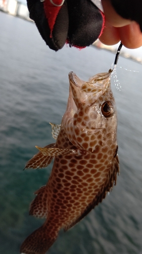 オオモンハタの釣果