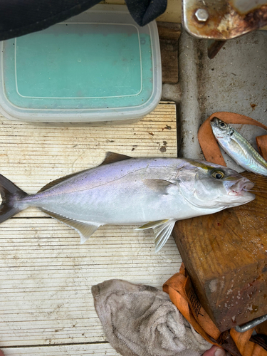 ネリゴの釣果