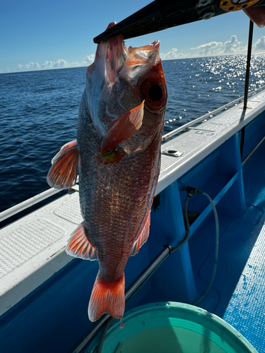 アカムツの釣果