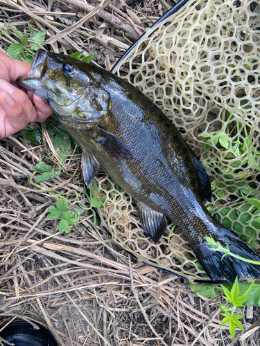 スモールマウスバスの釣果