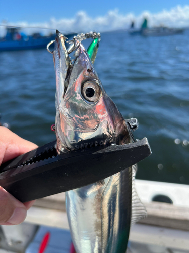 タチウオの釣果