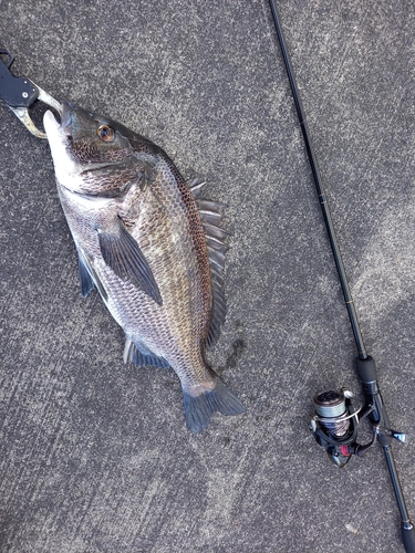 チヌの釣果