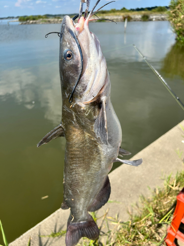 アメリカナマズの釣果