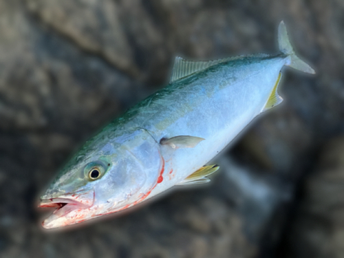 イナダの釣果