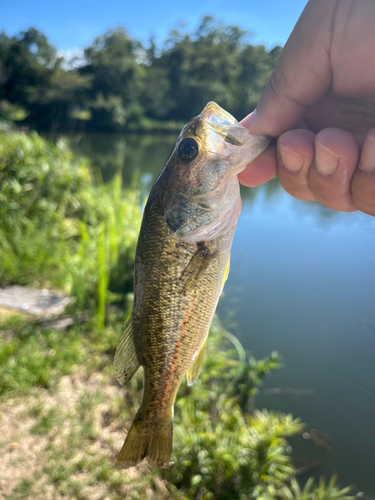 ブラックバスの釣果