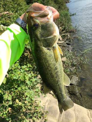 ラージマウスバスの釣果