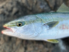 イナダの釣果