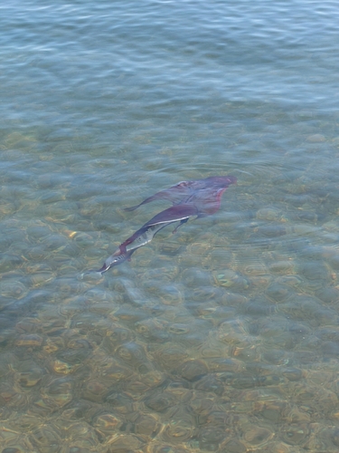 タコの釣果