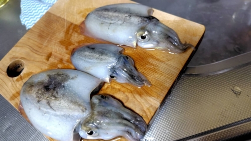 シリヤケイカの釣果