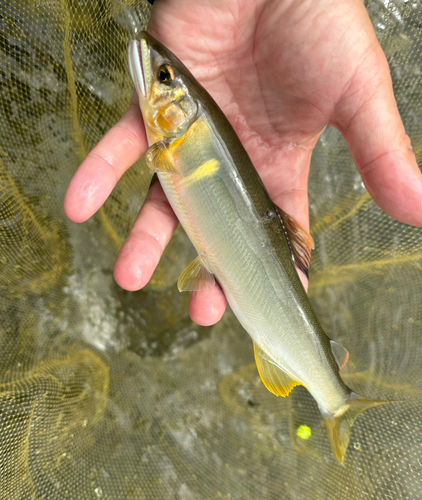 アユの釣果