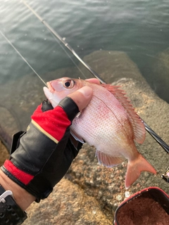 マダイの釣果