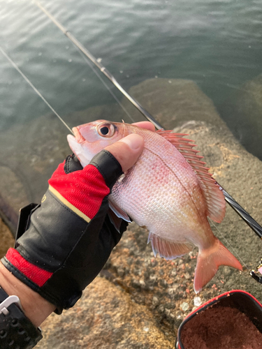 マダイの釣果