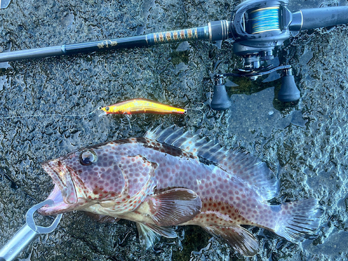 ノミノクチの釣果