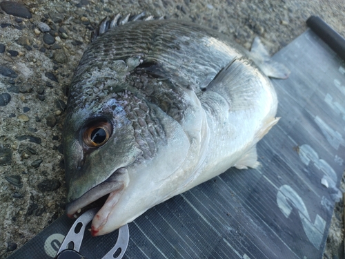 キビレの釣果