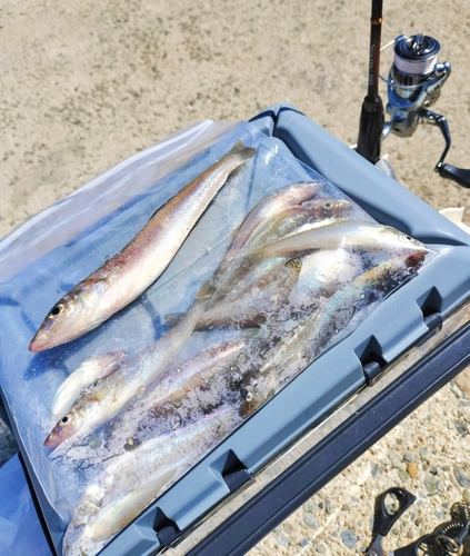 キスの釣果