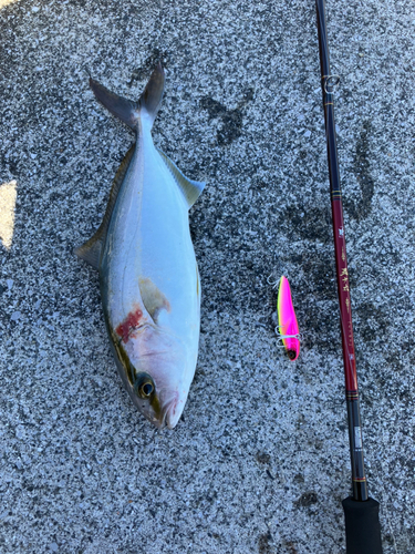 ネイリの釣果