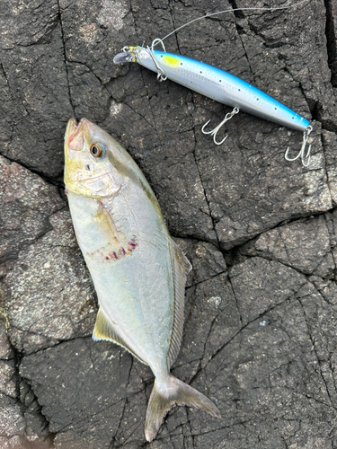 ショゴの釣果