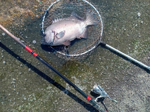 イシダイの釣果