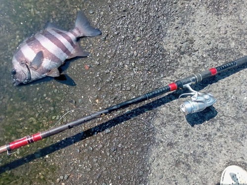 イシダイの釣果