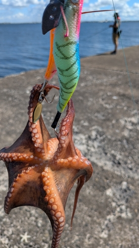 タコの釣果