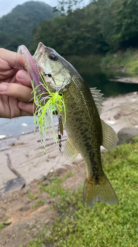 ブラックバスの釣果