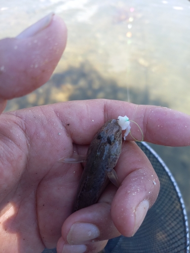 マハゼの釣果