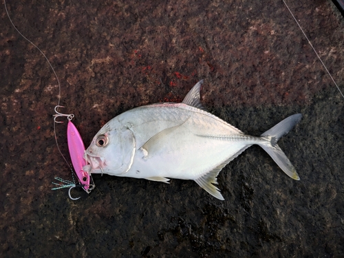 メッキの釣果