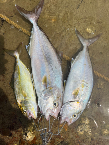 ネリゴの釣果