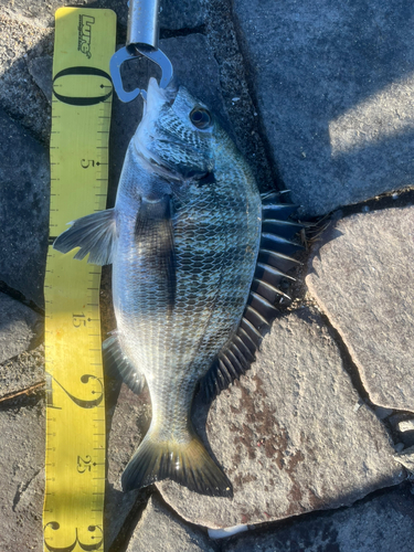 クロダイの釣果