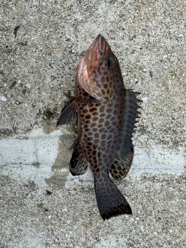 オオモンハタの釣果