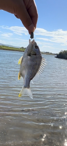 キビレの釣果