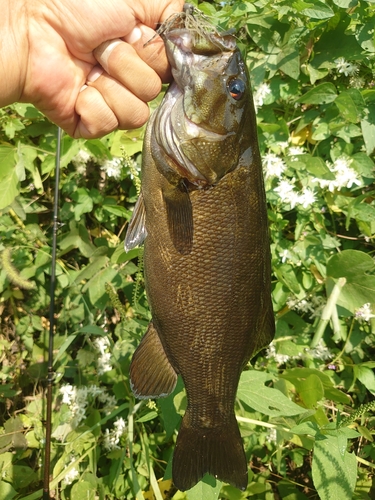 スモールマウスバスの釣果