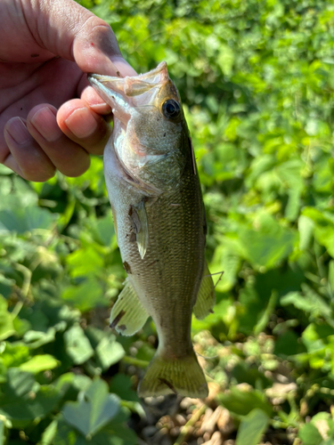 ラージマウスバスの釣果