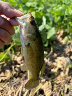 ラージマウスバスの釣果