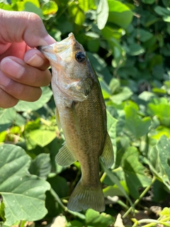 ラージマウスバスの釣果