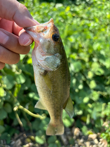 ラージマウスバスの釣果