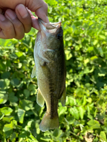 ラージマウスバスの釣果