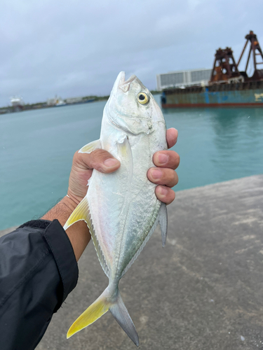 ガーラの釣果